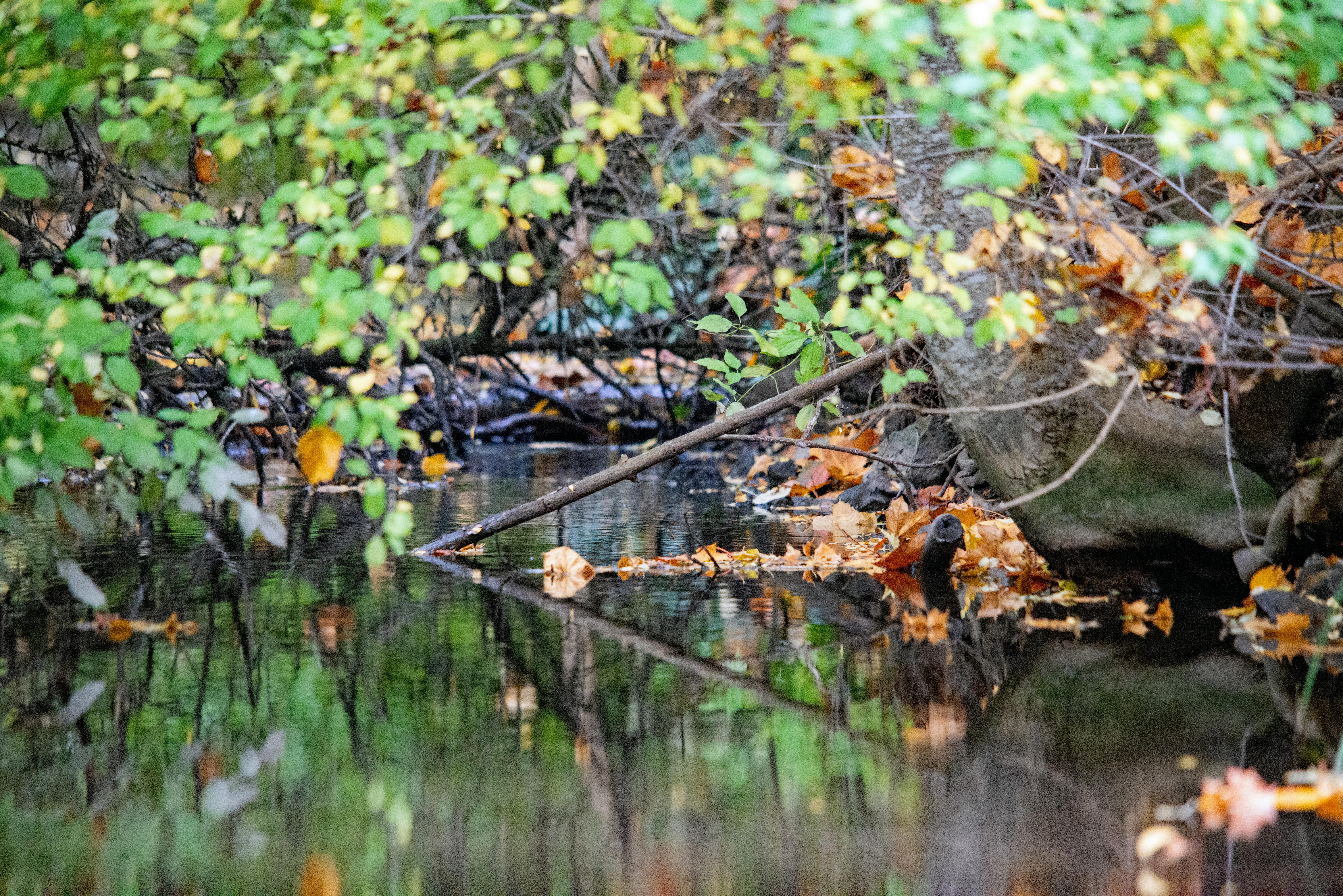 國際：2026南投集集半程馬拉松開放報名，挑戰自我享受美景