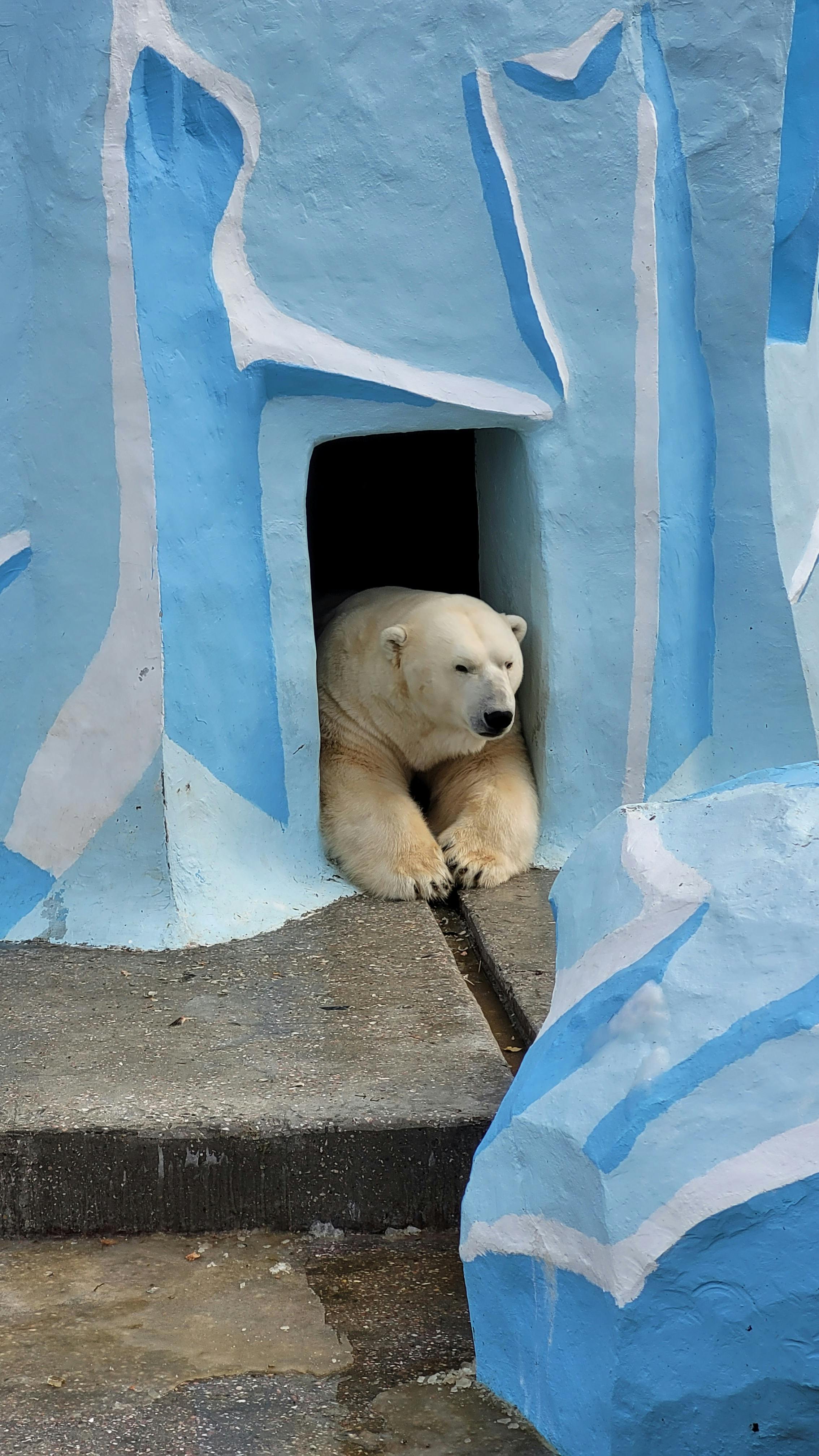 Bear Greg - Blue Yonder Computing