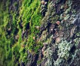 Brown Mushrooms