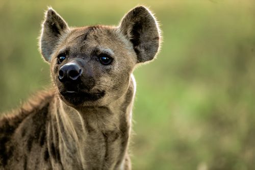 Free Close-up of a spotted hyena (Crocuta crocuta) in a natural habitat. Stock Photo
