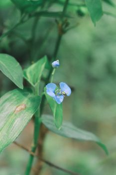 blue dayflower commelina