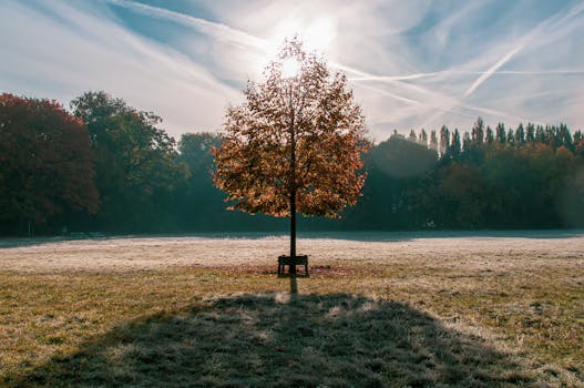 A solitary tree stands in a frosted meadow at sunrise, capturing the essence of autumn's beauty.