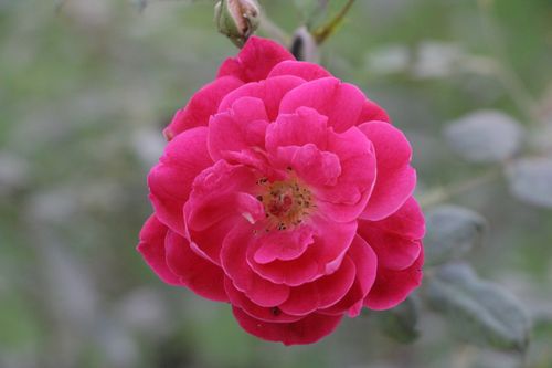 Free Stunning close-up photograph of a vibrant pink rose flower in full bloom, showcasing delicate petals. Stock Photo