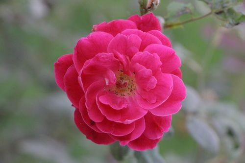 Free A detailed close-up of a vivid pink rose in full bloom showcasing its natural beauty. Stock Photo