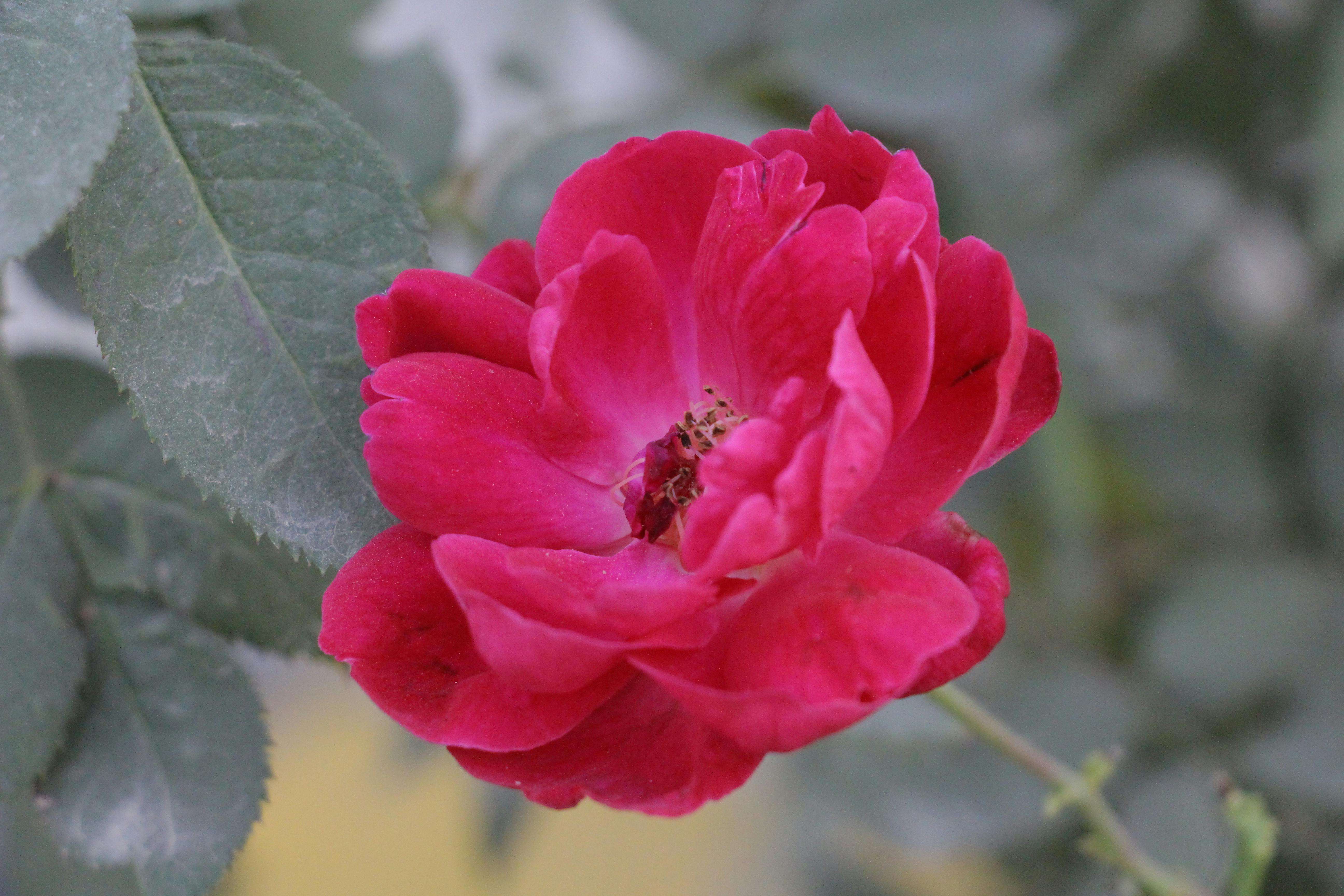 中美賀電鄭麗文，賴清德僅送花籃，郭正亮揭背後政治意義