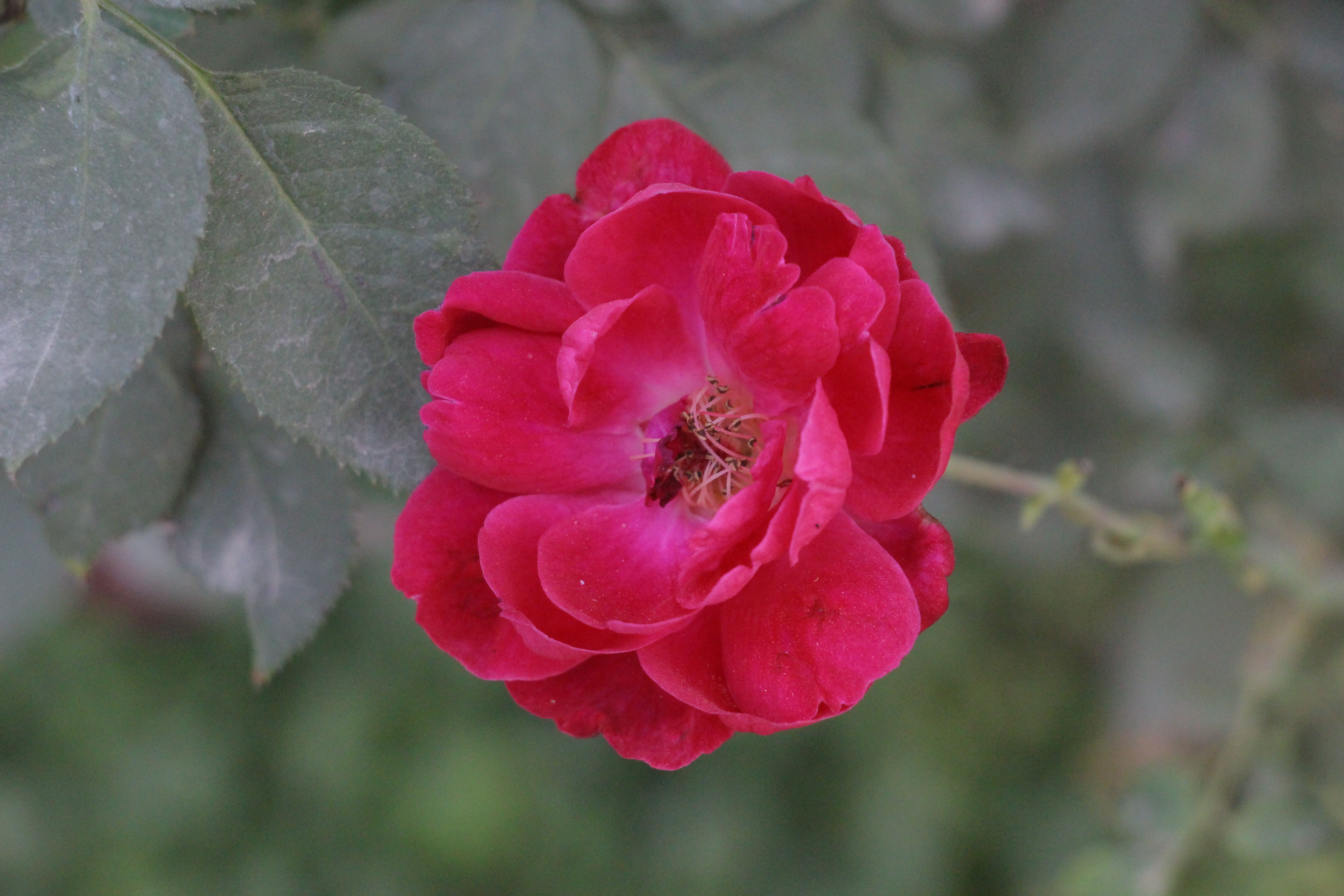 Close-Up of Vibrant Red Rose in Garden Setting · Free Stock Photo