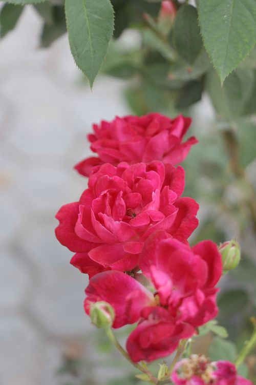 Free A stunning close-up of vivid red roses in full bloom, showcasing natural beauty. Stock Photo
