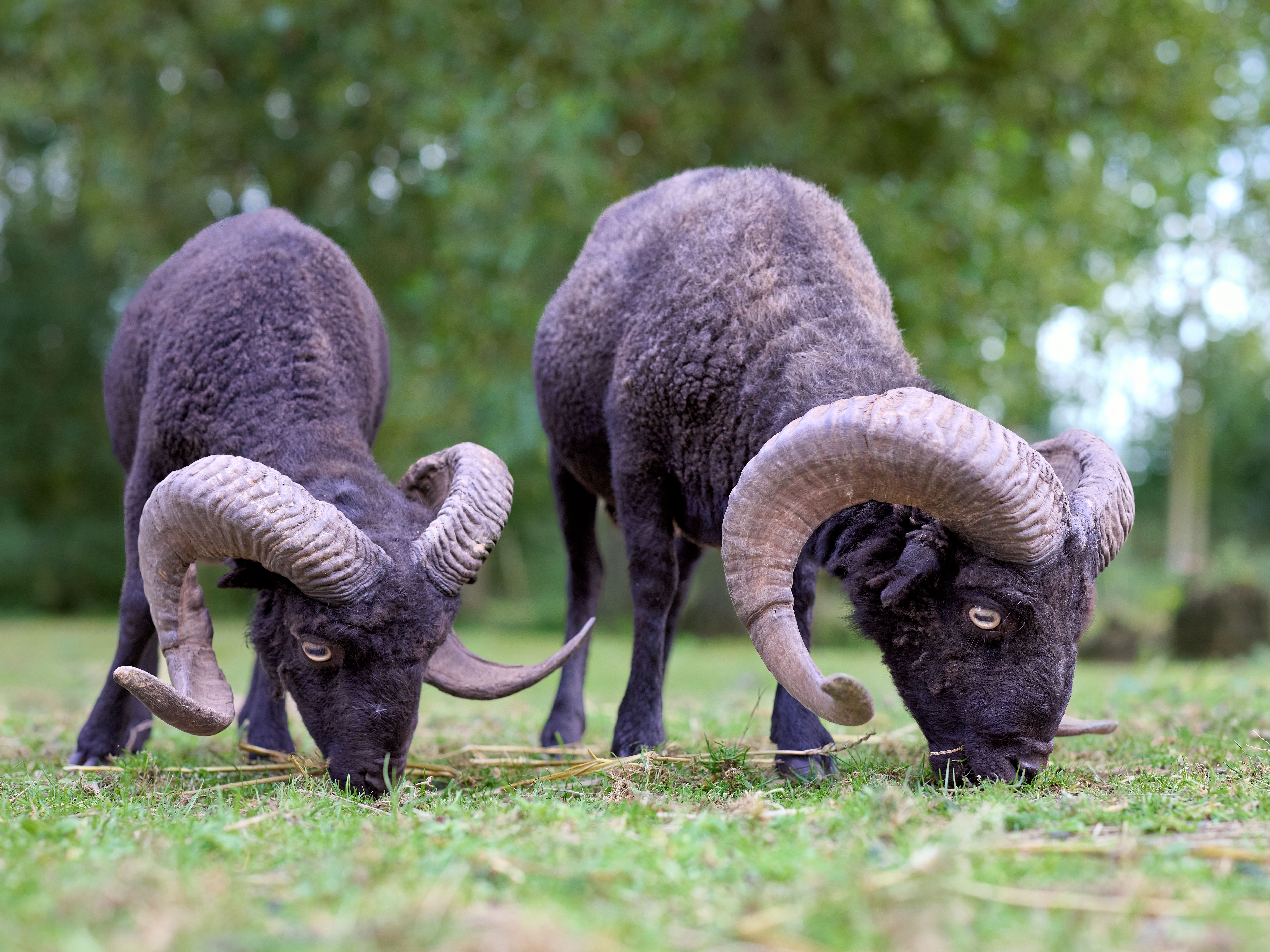 Two black rams with large curved horns peacefully grazing on green grass in a countryside setting.