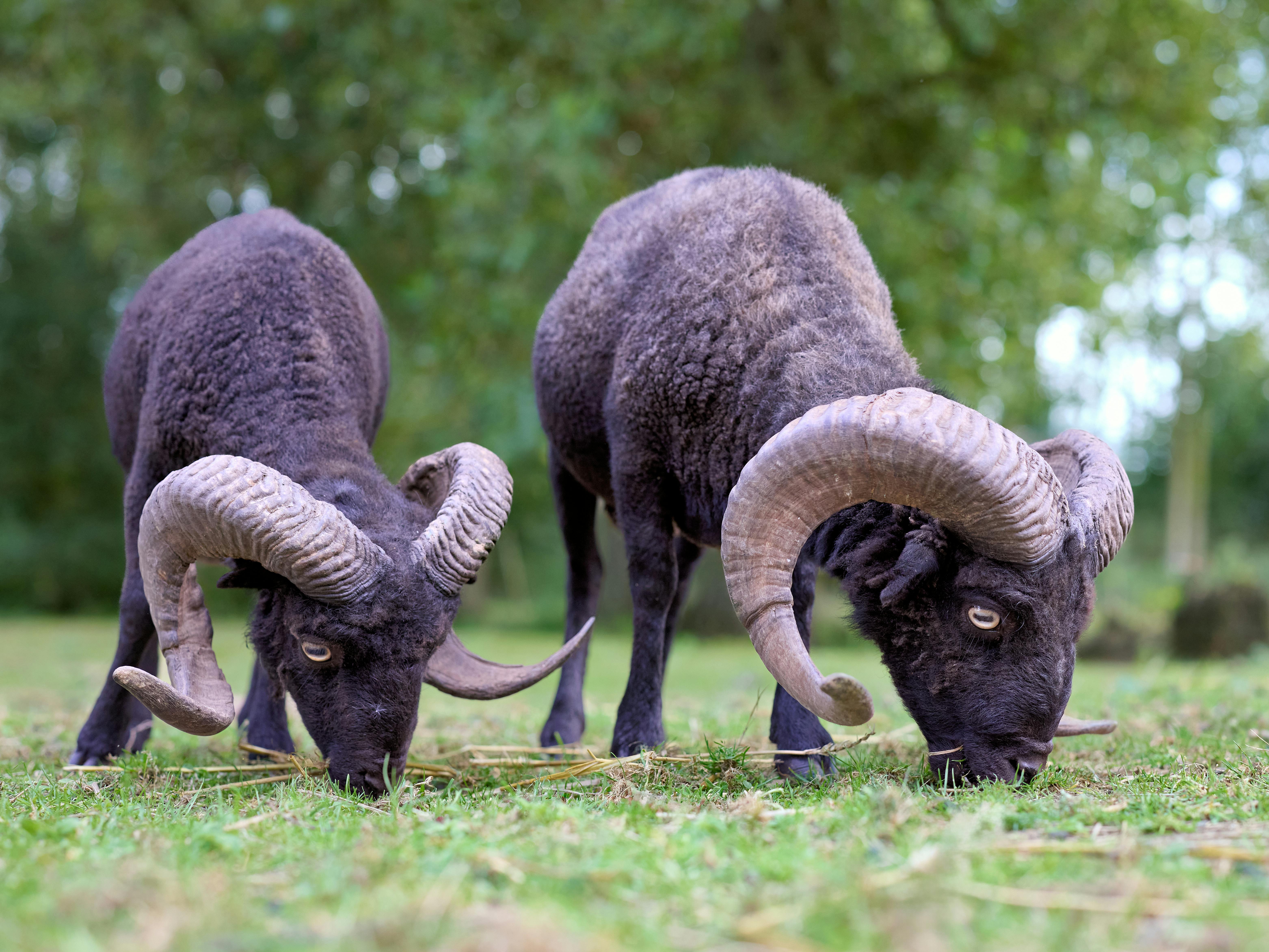 Gratuit Deux Impressionnants Béliers Noirs D'ouessant, Aux Grandes Cornes Recourbées, Paissent Paisiblement Dans L'herbe D'un Vert éclatant. Leur Laine Sombre Contraste Avec Le Fond Naturel Luxuriant Photos
