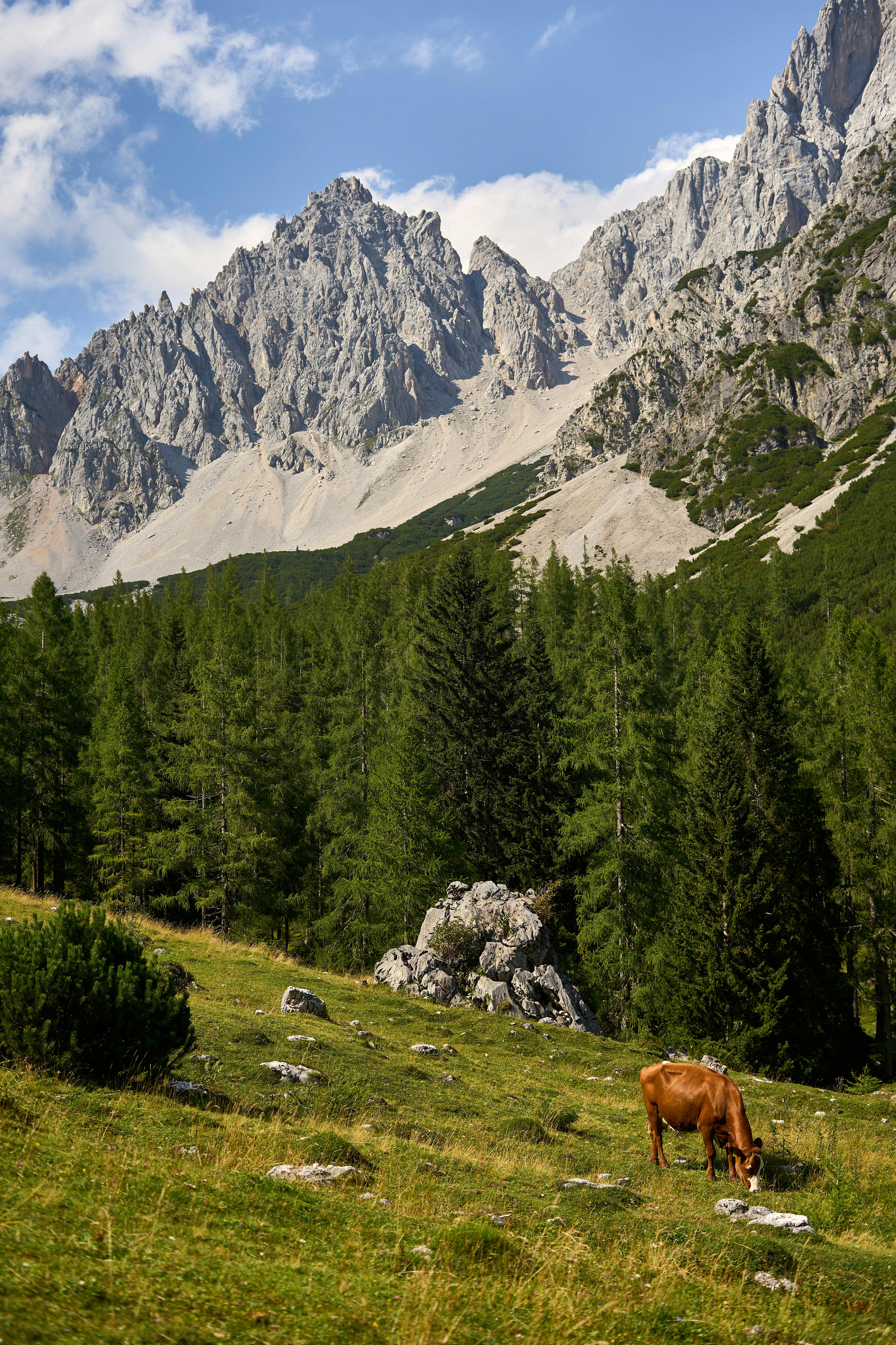 Scenic view of a cow grazing in a lush mountain landscape under clear blue skies.