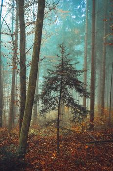 Capture the serene beauty of a foggy, autumn morning in a forest in Switzerland.