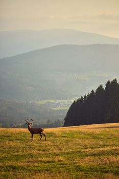 A lone red deer stands gracefully in a lush meadow with Austria's mountains in the background.