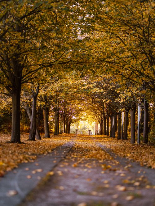 Free Serene autumn avenue with yellow leaves creating a natural tunnel effect. Stock Photo