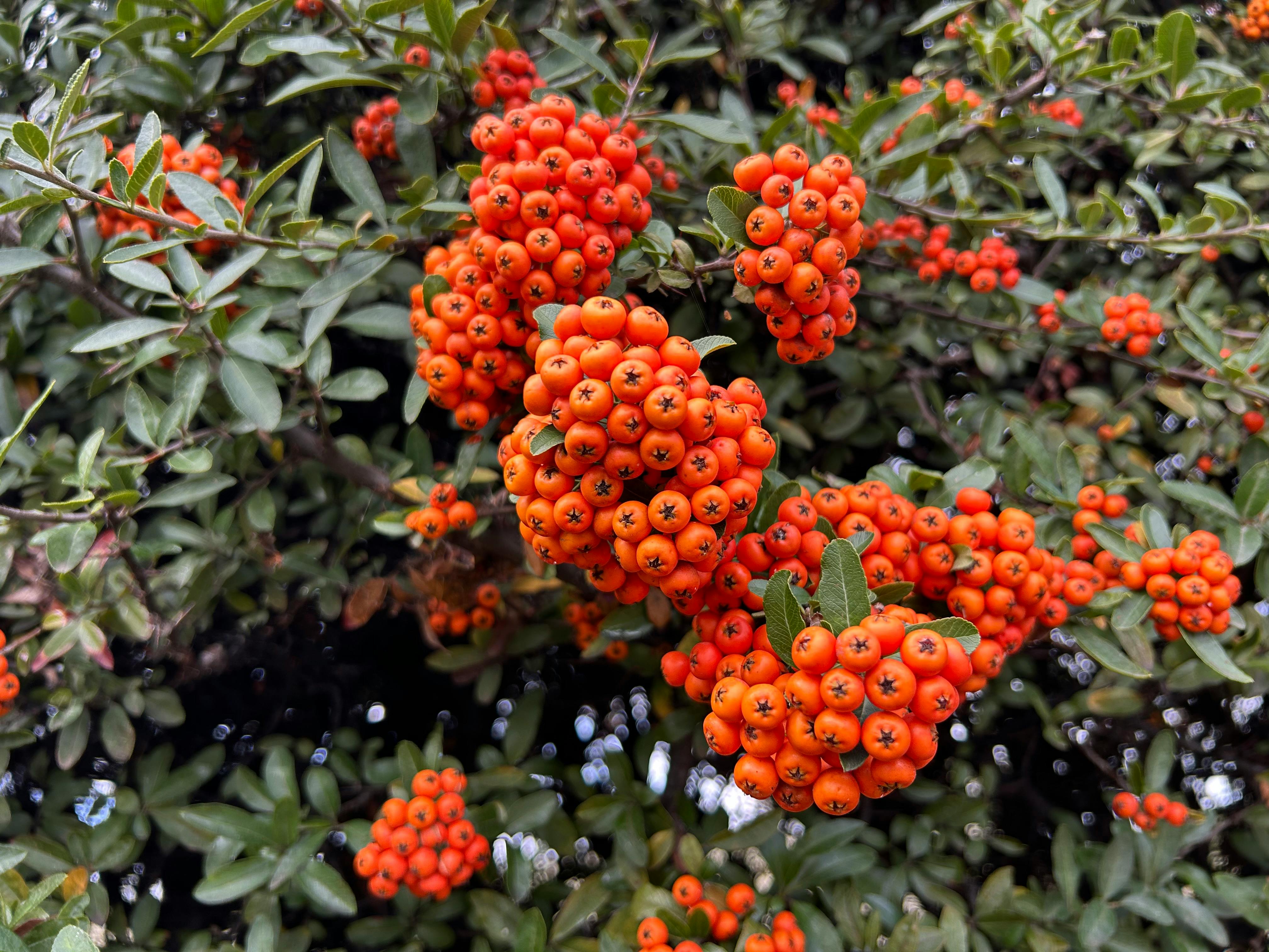 政治：福克斯新聞：亞當斯公開支持科莫競選紐約市長