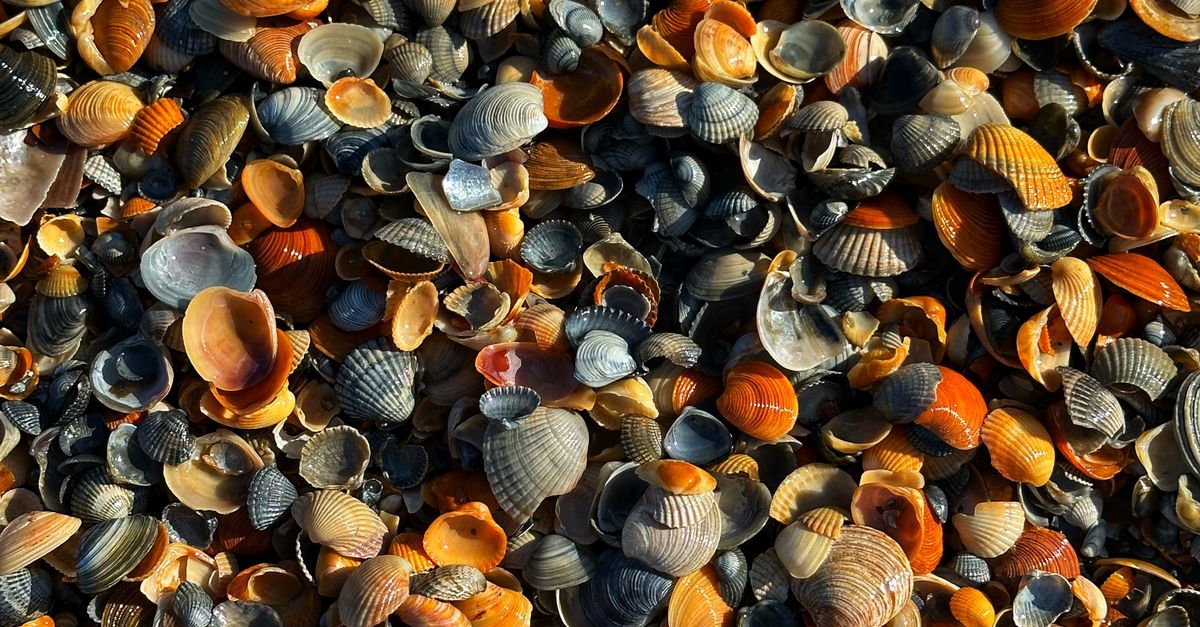 Colorful Seaside Shells on a Sunny Beach · Free Stock Photo