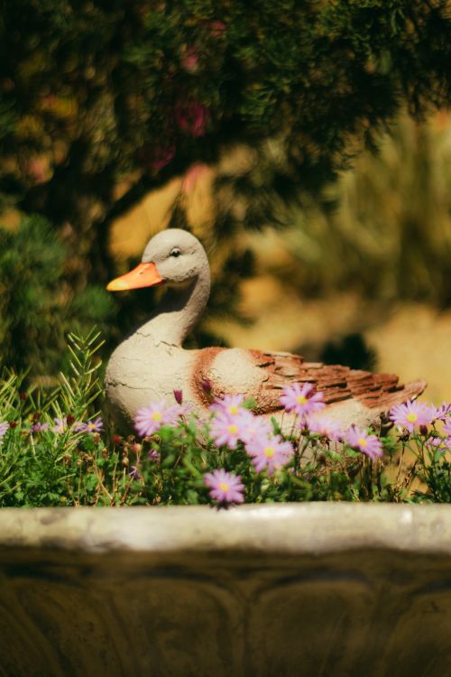 Free A lifelike garden duck sculpture surrounded by vibrant purple flowers. Stock Photo