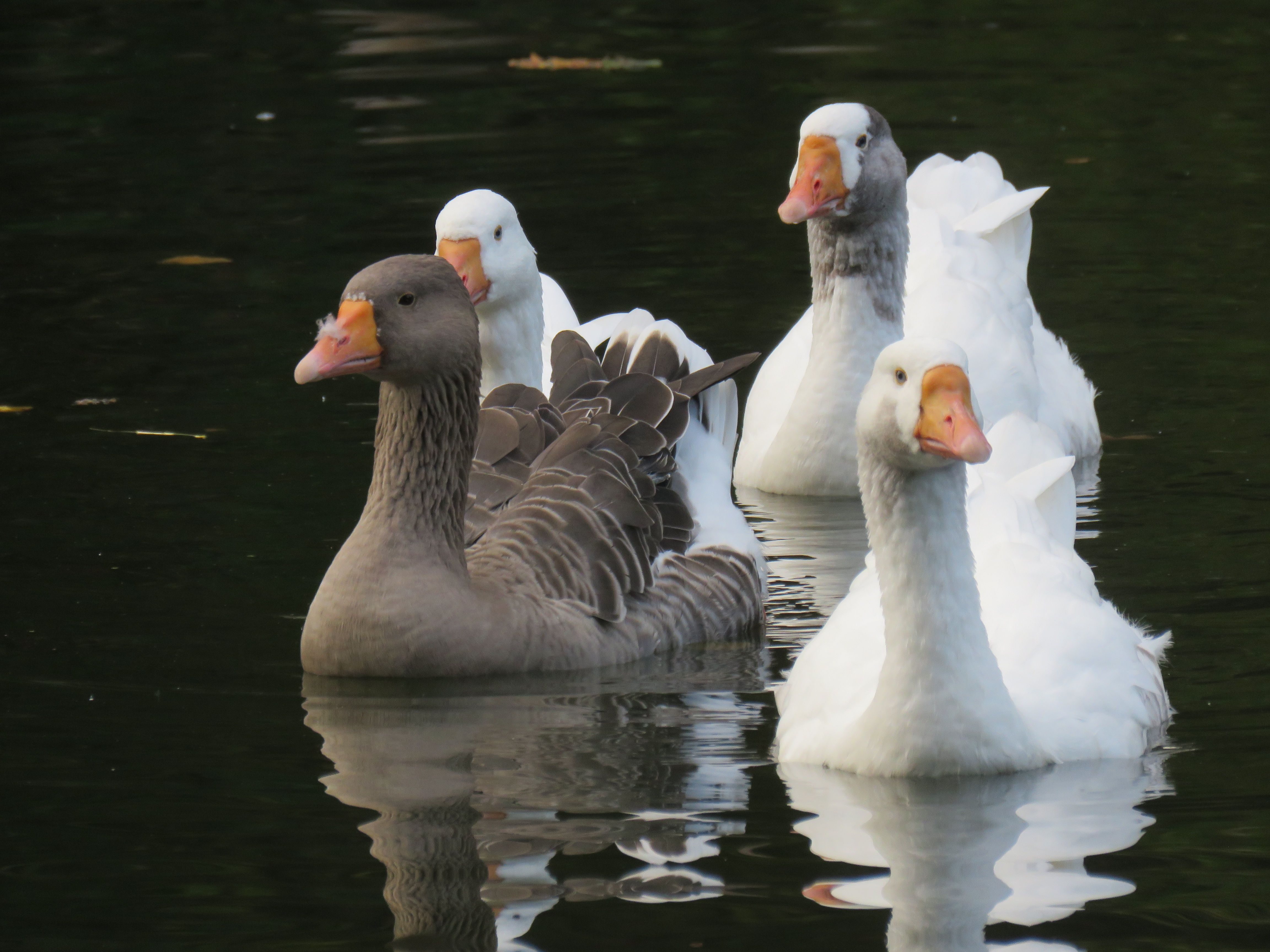 Group of Geese Gracefully Swimming in a Pond · Free Stock Photo