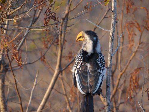 Free A Southern Yellow-billed Hornbill rests on a branch in its natural habitat. Stock Photo