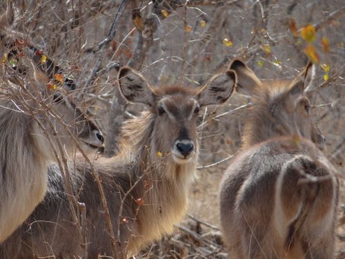 Free A group of waterbucks camouflaged in dry bushveld, highlighting their natural habitat and alert demeanor. Stock Photo