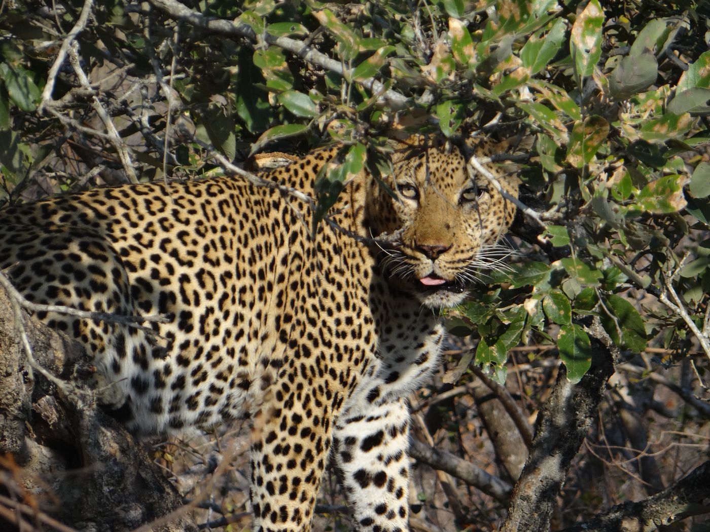 A leopard partly concealed in bushes in Kruger National Park, South Africa