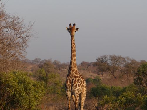 Free Giraffe standing in the Kruger National Park, showcasing the wildlife beauty of the African savanna. Stock Photo