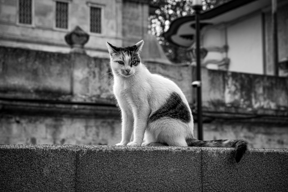 Black and White Image of Cat on Urban Wall · Free Stock Photo