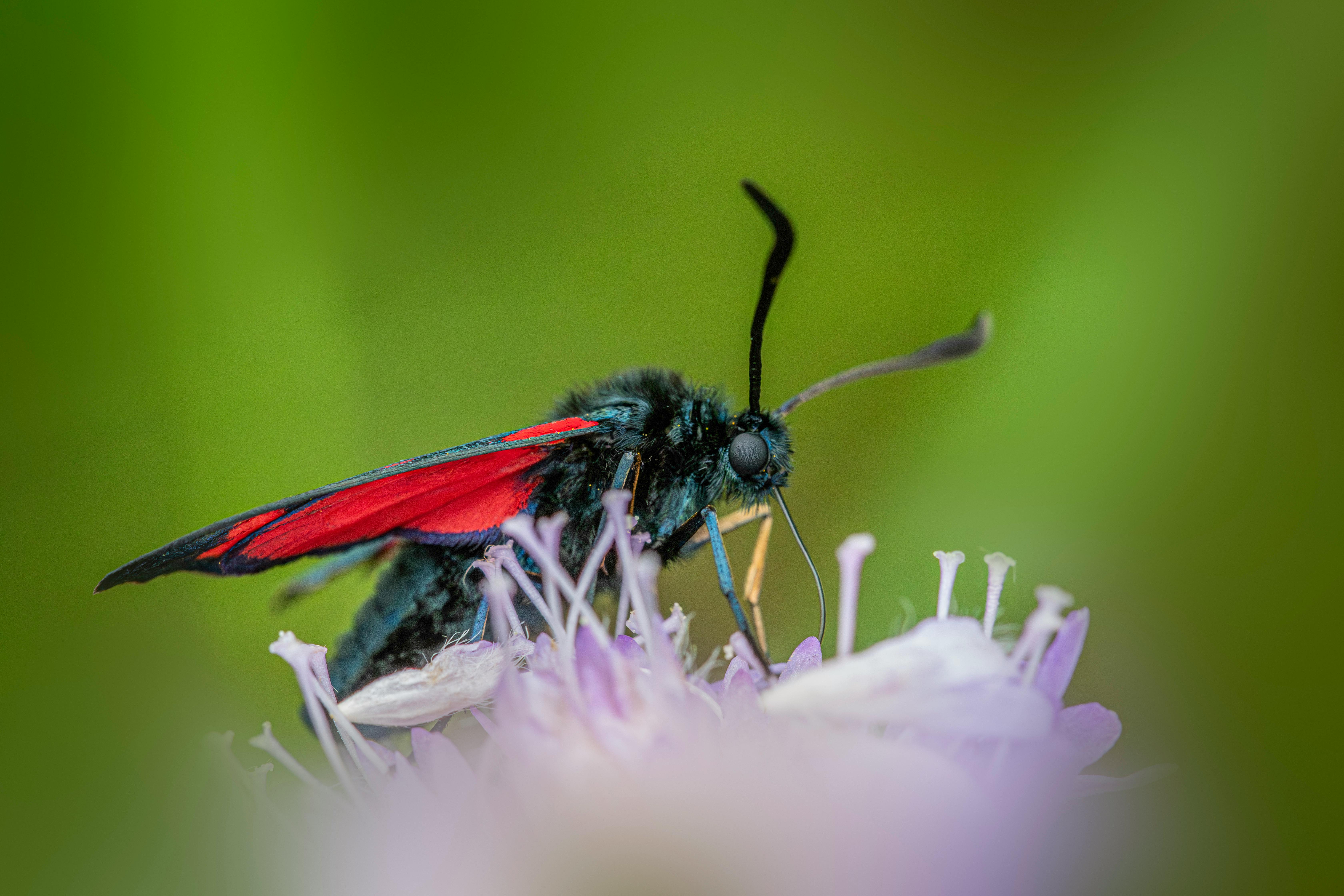 Cydalima perspectalis: Identificación, Ciclo y Control en Argentina