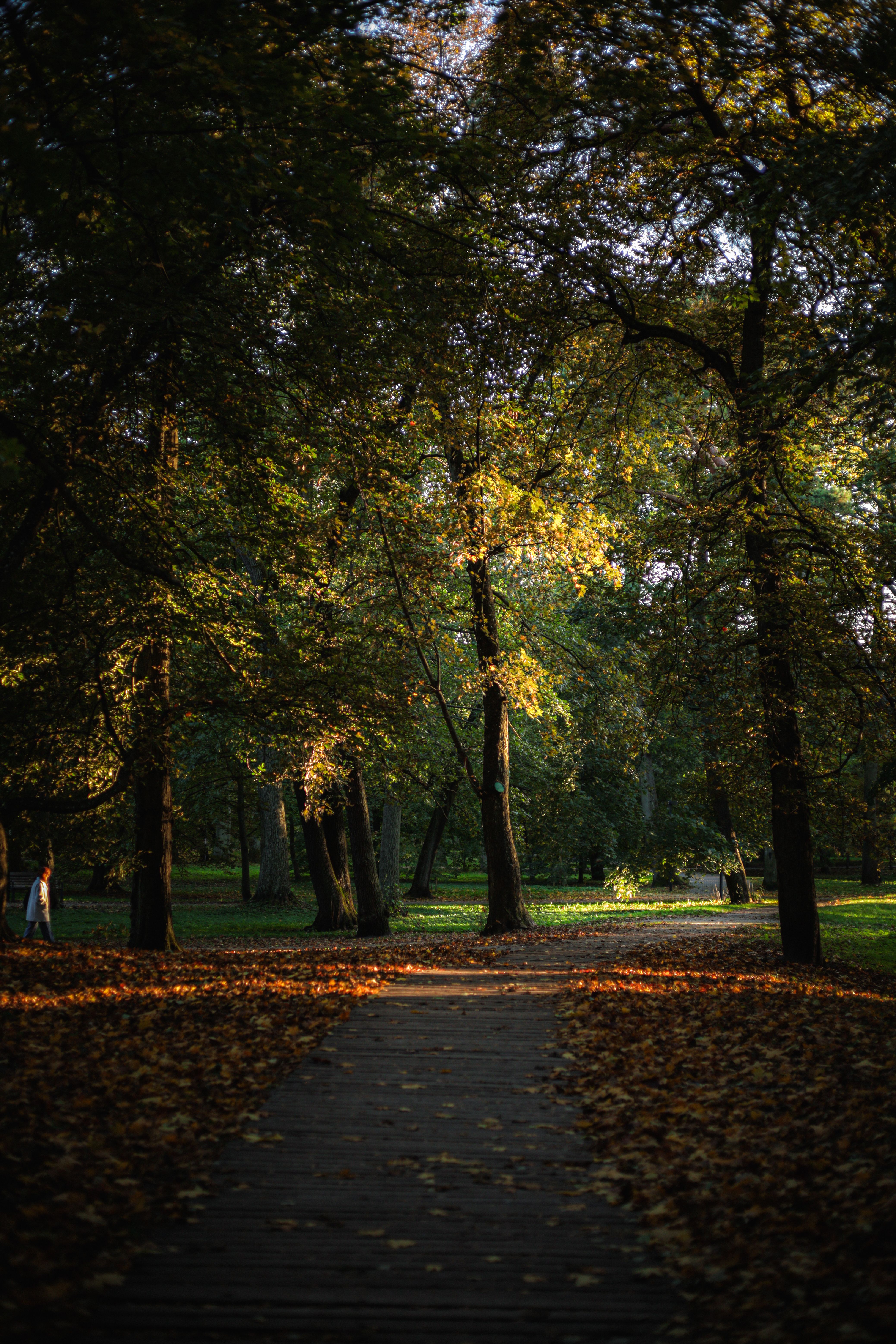 A tranquil park scene with sunlight filtering through autumn trees, casting shadows on a path.