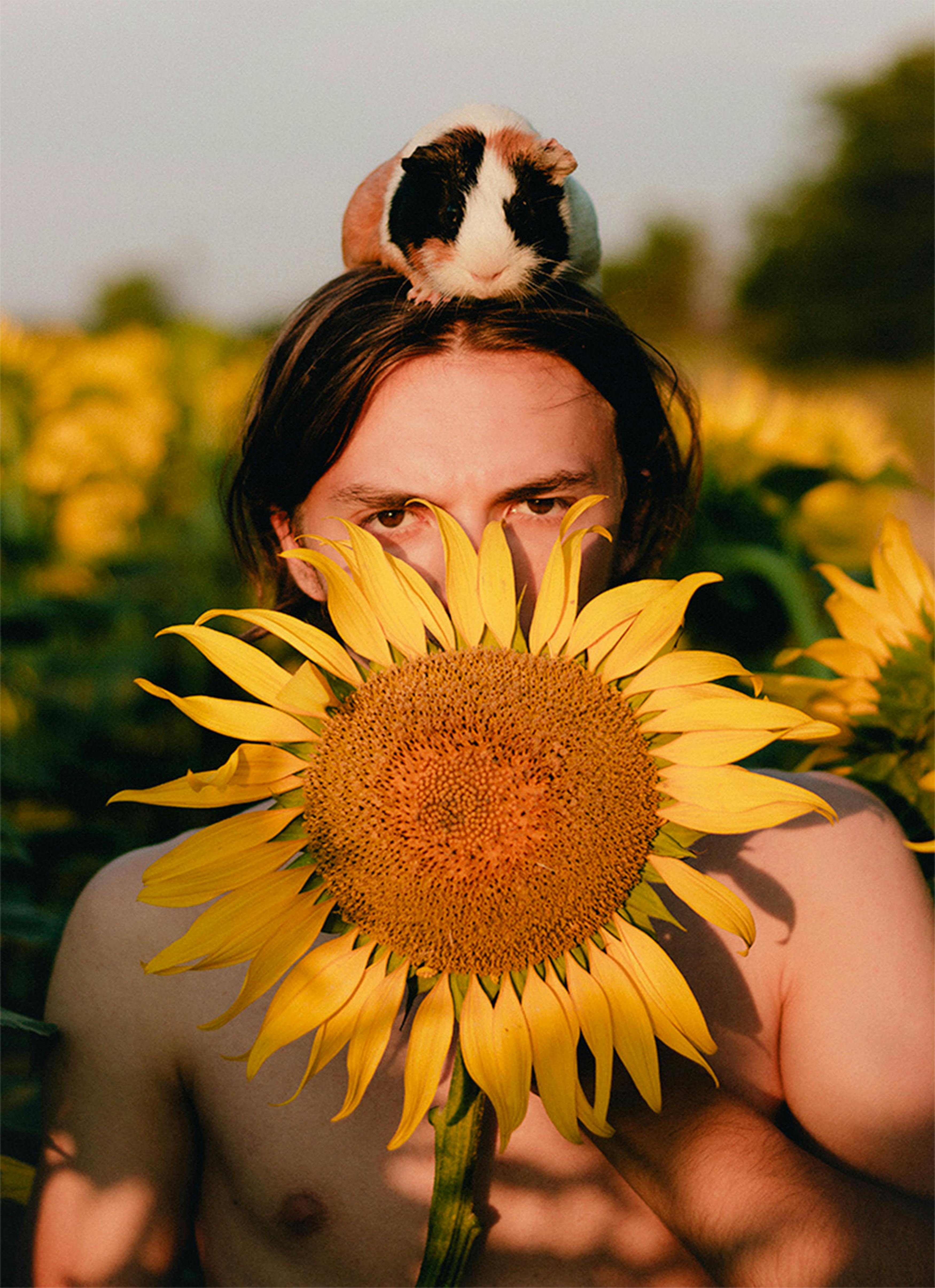 Gratis Un giovane uomo tiene in mano un girasole con una cavia sulla testa in un campo di girasoli dai colori vivaci. Foto a disposizione
