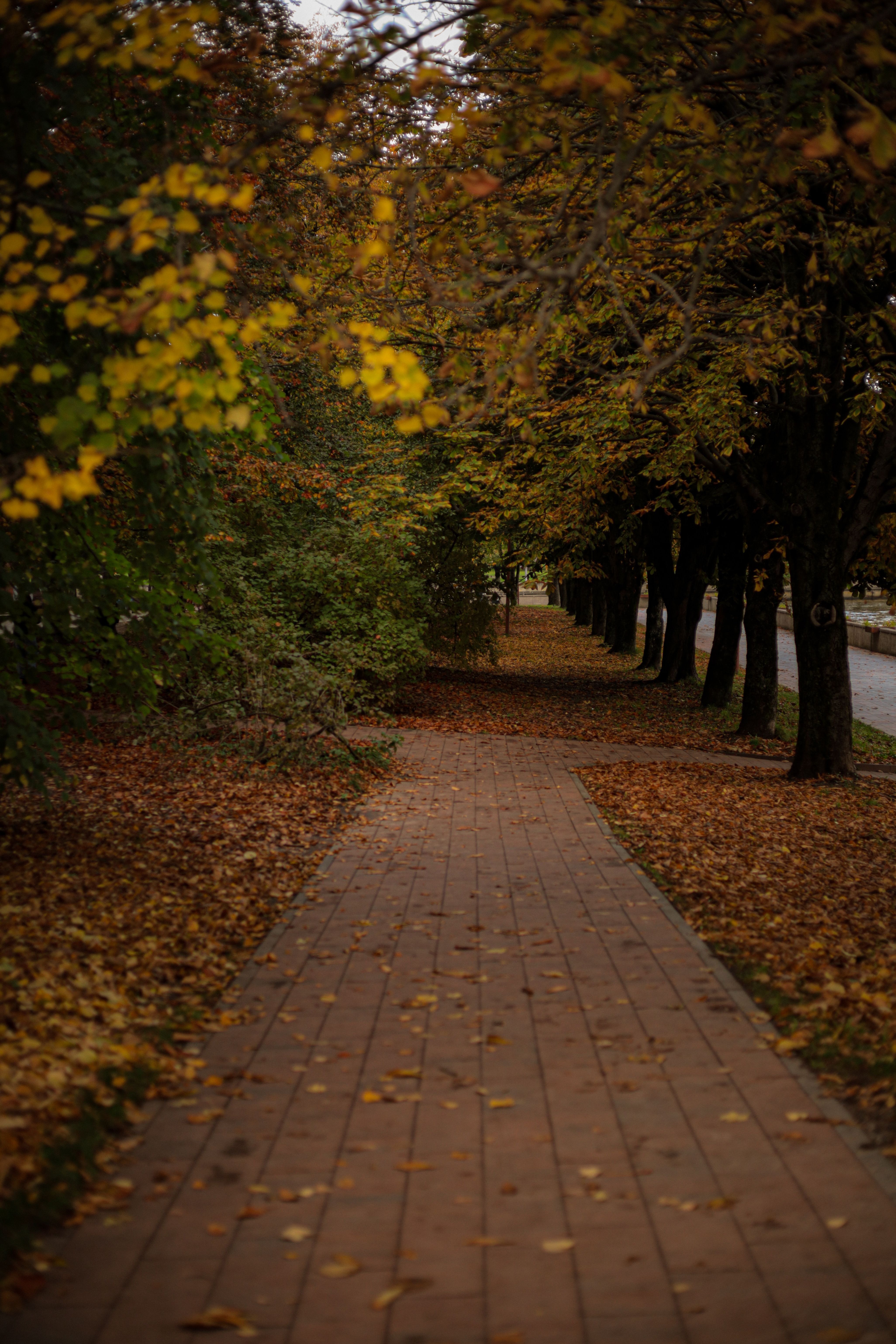 Autumn Pathway in a Serene Park Setting · Free Stock Photo
