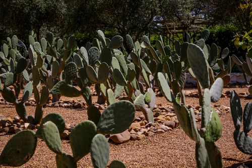 Free Lush prickly pear cacti in a sunlit desert garden, showcasing natural beauty and arid landscape. Stock Photo
