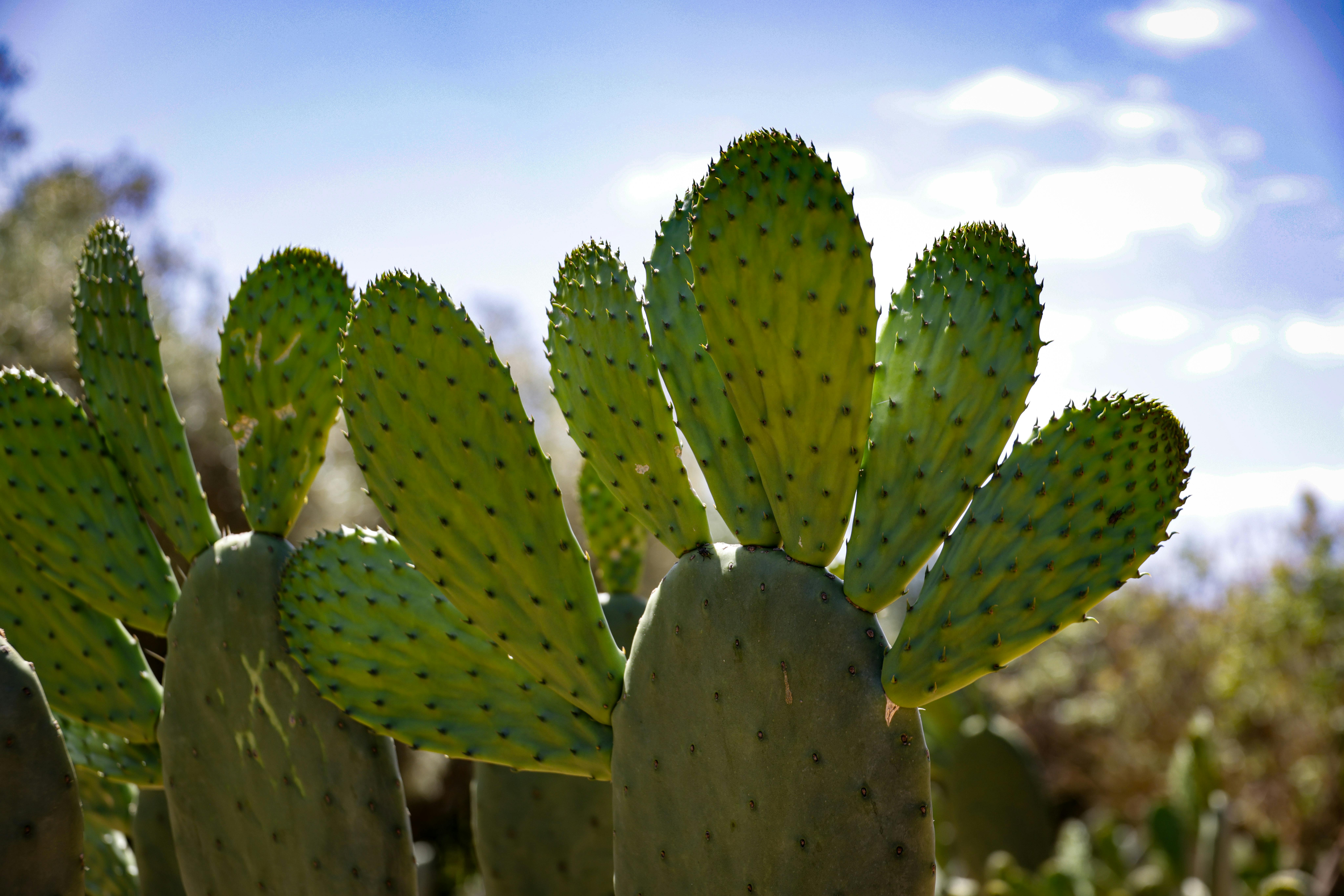 climate resilience — Photo by Magda Ehlers on Pexels