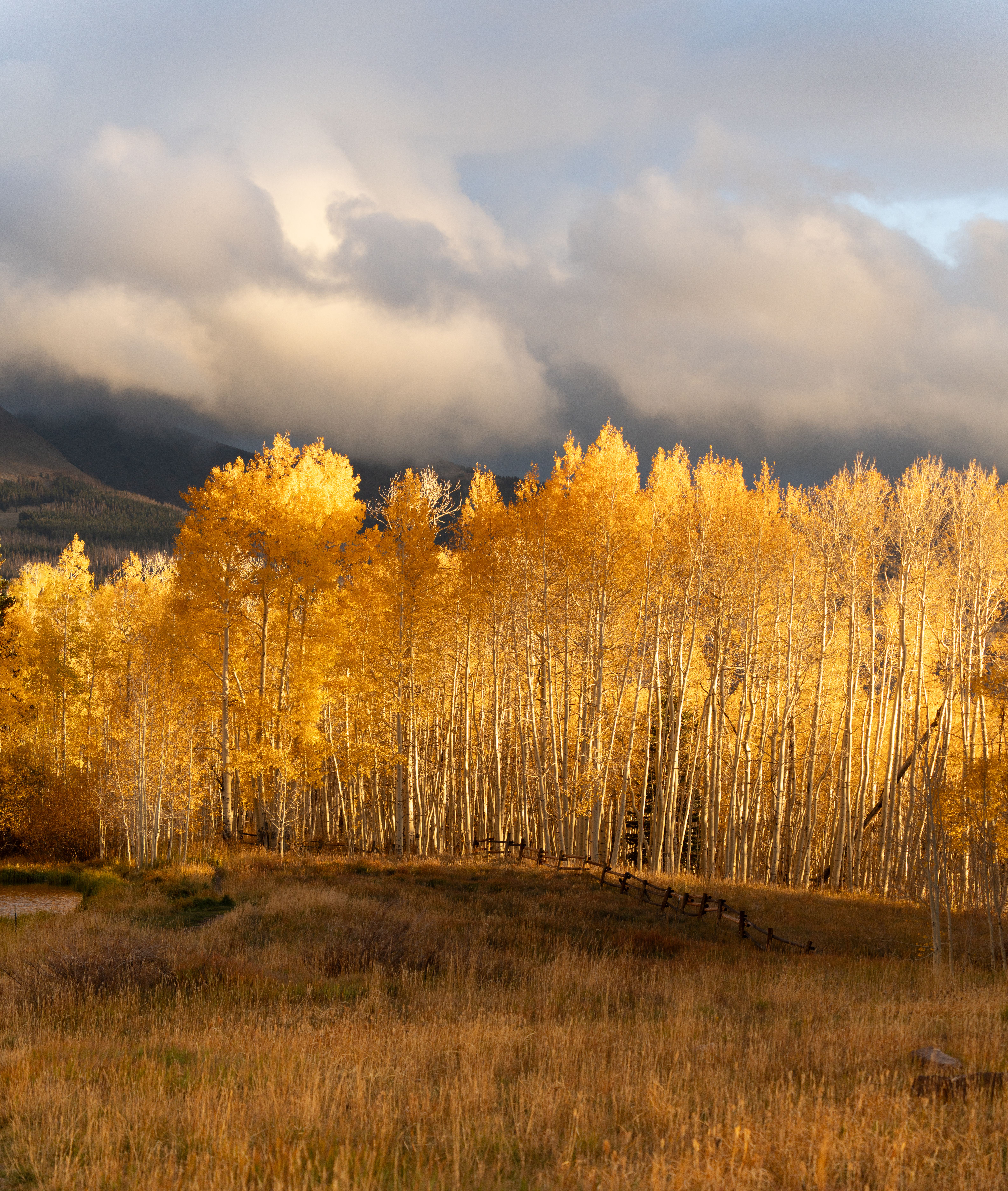 Golden Aspen Trees in Utah's Fall Forest Landscape · Free Stock Photo