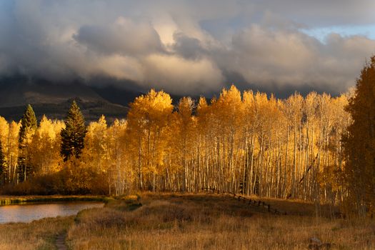 Captivating fall scene in Utah featuring golden aspens and dramatic clouds.