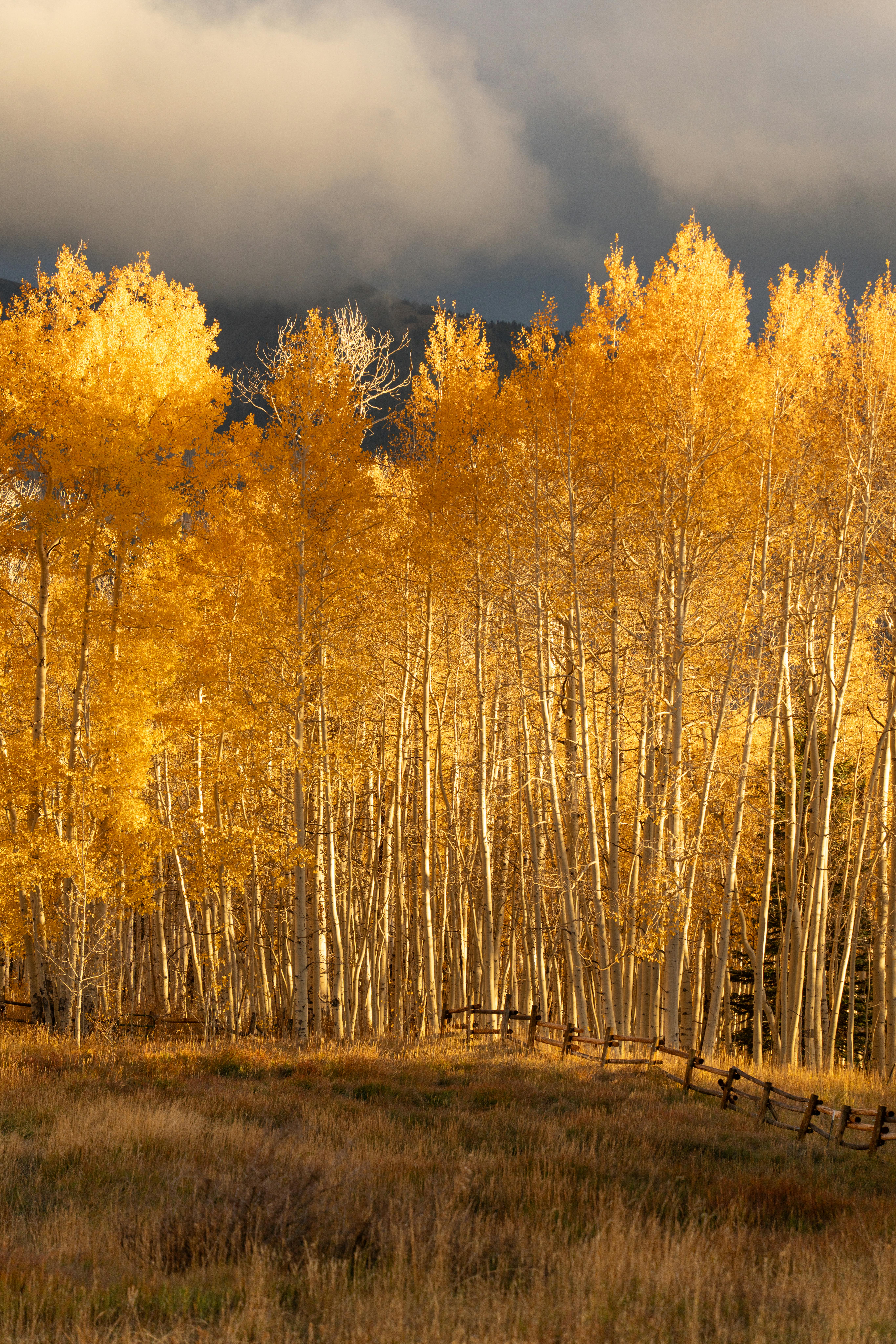 Stunning golden aspens with a rustic fence in Utah during fall