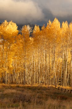 Stunning golden aspens with a rustic fence in Utah during fall