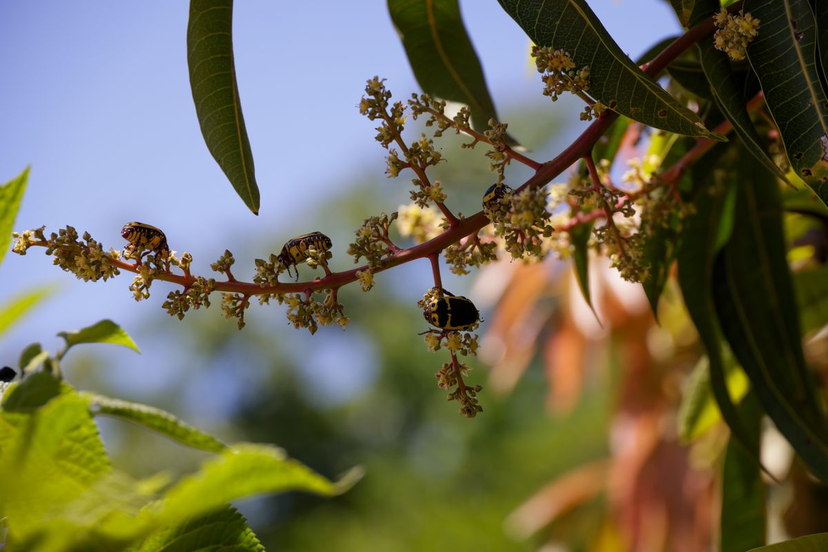 Insects move onto mango from flowering onward — scout early, before the damage is done.