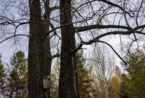 Free Birdhouse attached to tall tree in a forest during autumn with bare branches. Stock Photo