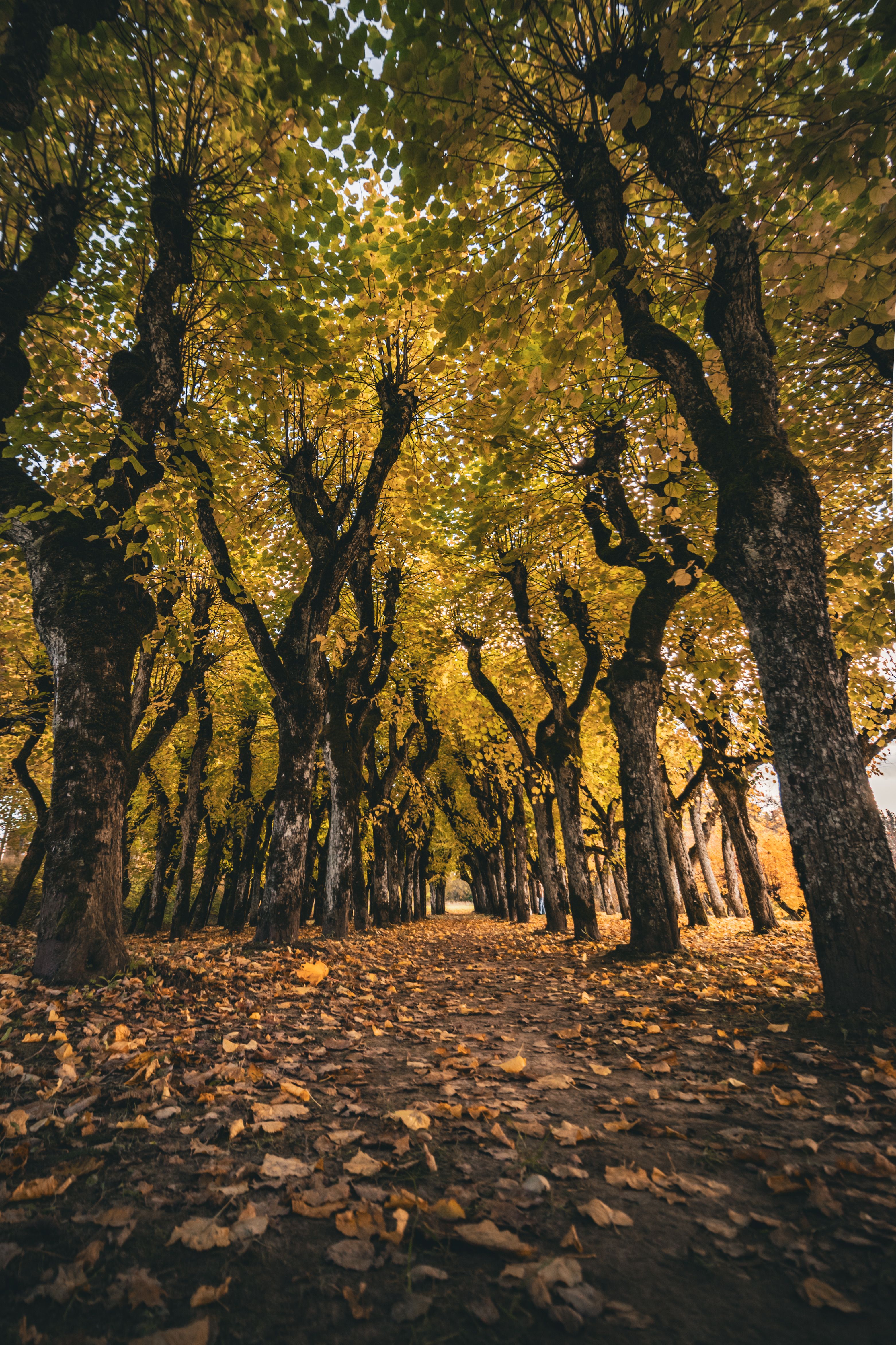 Pathway through trees with golden autumn leaves, capturing a serene and vibrant fall scene.
