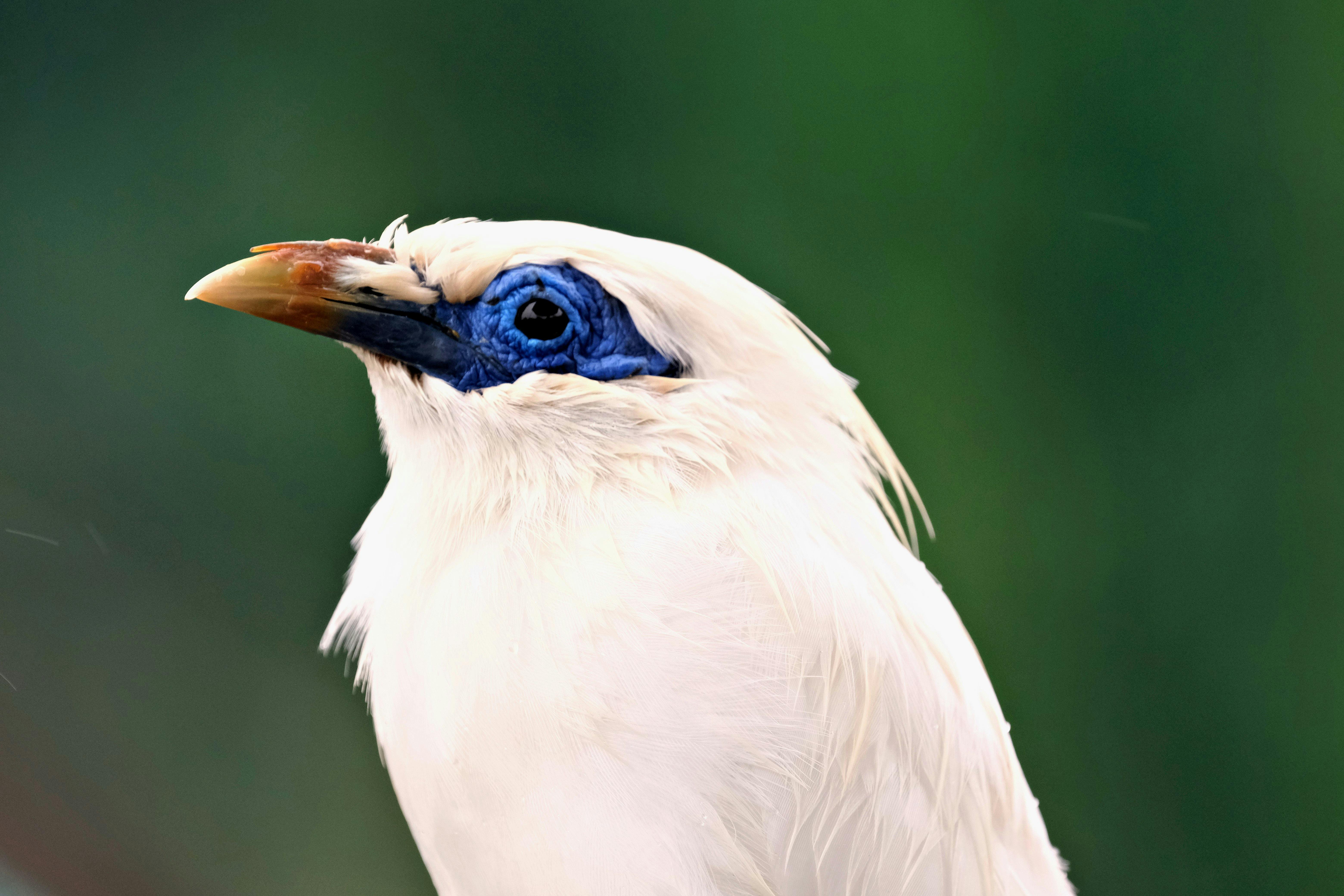 Temukan Surga Tersembunyi Indonesia: Petualangan Ekowisata Birdwatching Tak Terlupakan