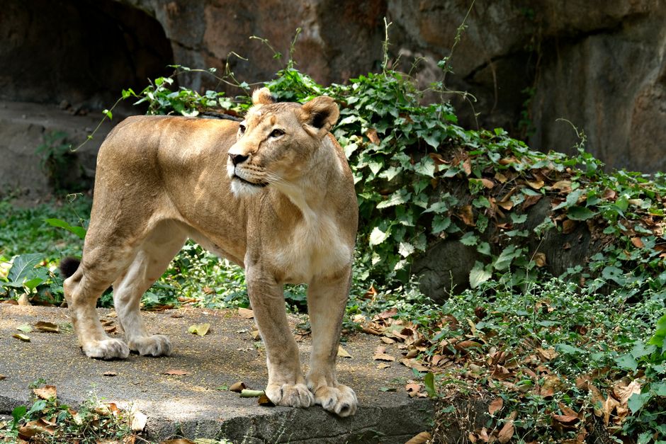 A lioness stands gracefully on a rock, surrounded by lush greenery and foliage.