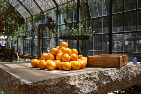Citrus fruit under glass — photo by Magda Ehlers on Pexels