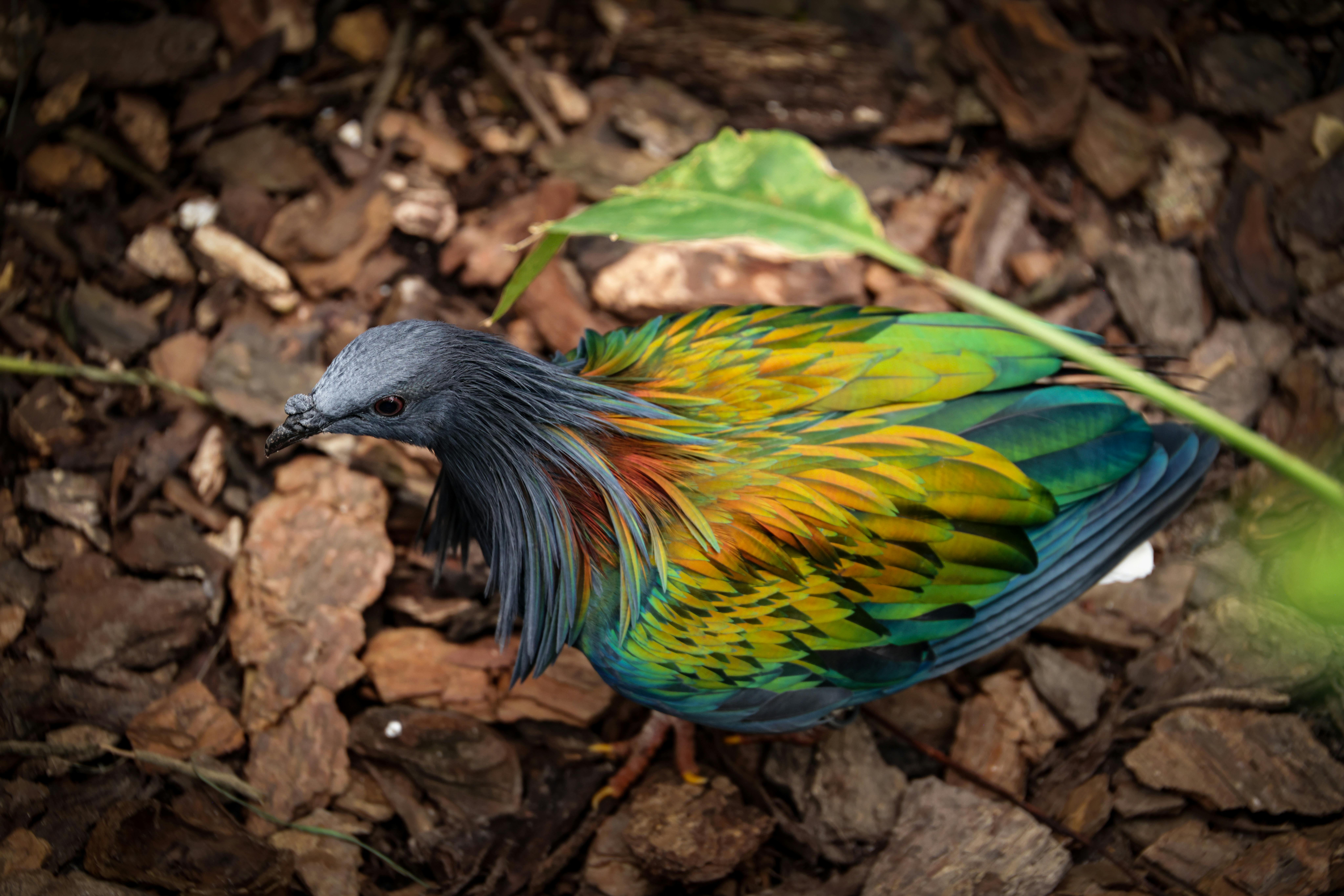 Spectacular Wildlife Conservation Tips for a Greener Future