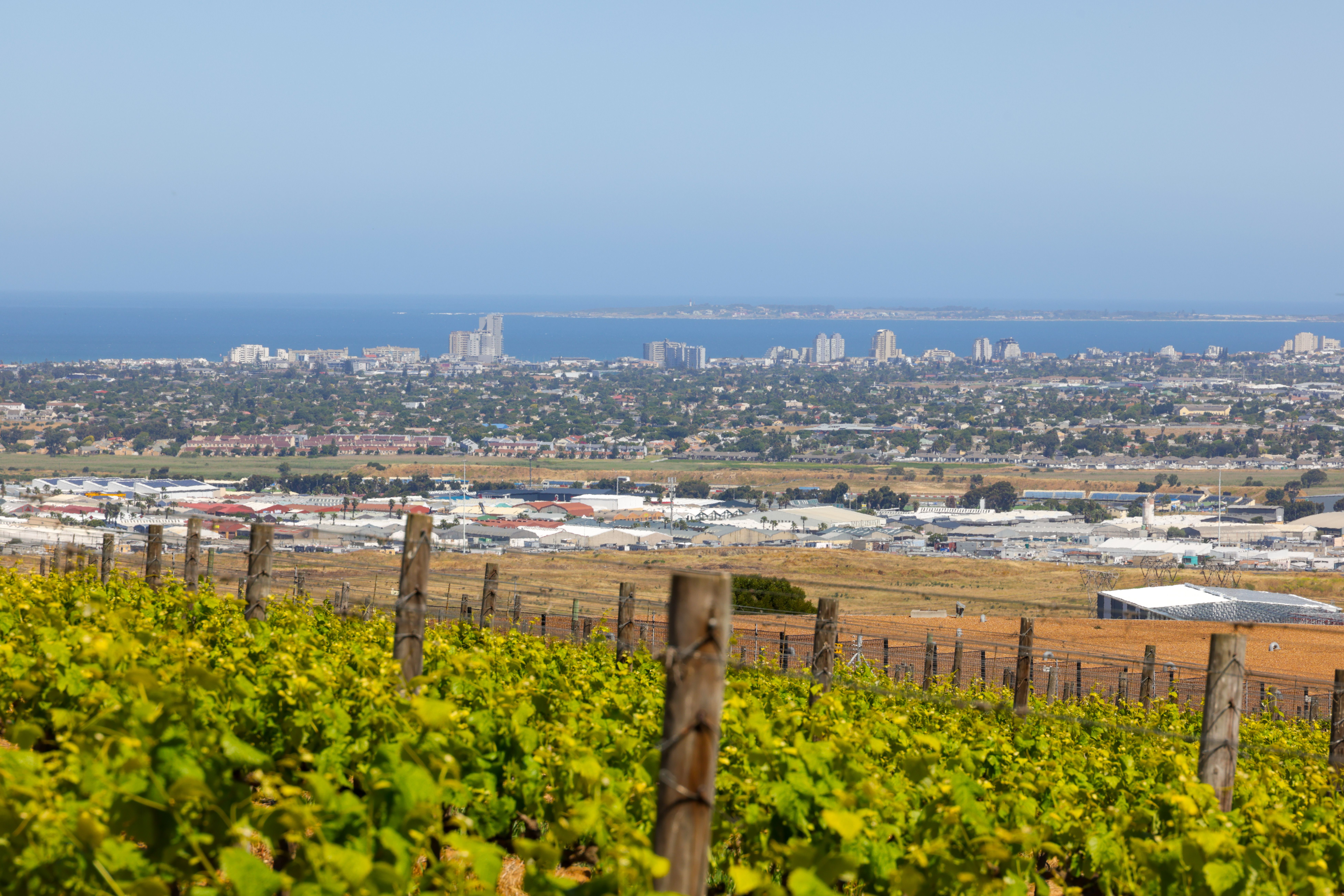 A lush vineyard with city skyline and ocean in the background, captured on a bright day.