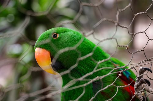 Free Detailed close-up of a green Eclectus parrot behind wire mesh in a zoo setting. Stock Photo