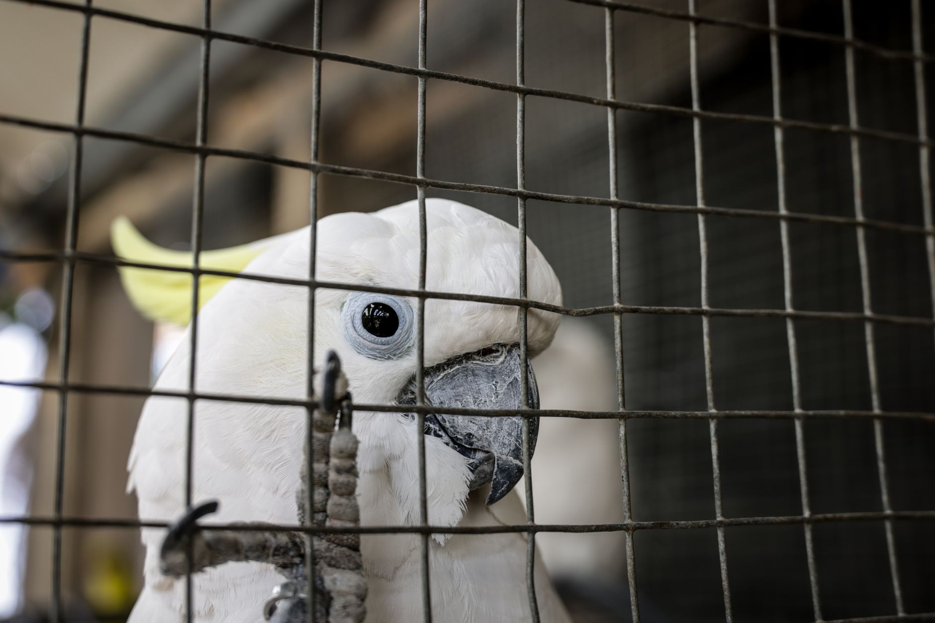 Featured image for the article: Kabootar Market raid: 863 animals rescued, police cite 431 protected birds