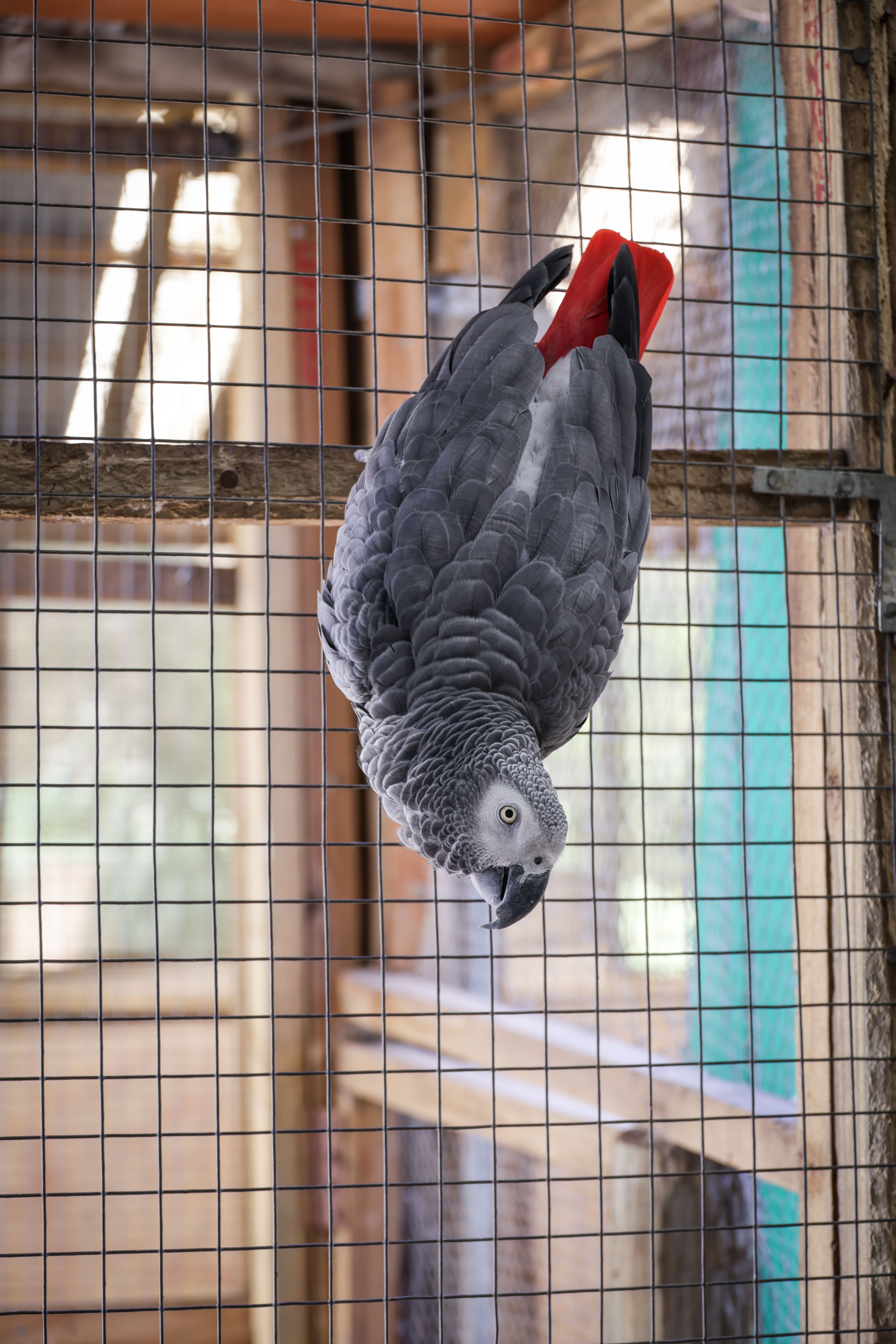 African Grey Parrot Upside Down in Cage · Free Stock Photo