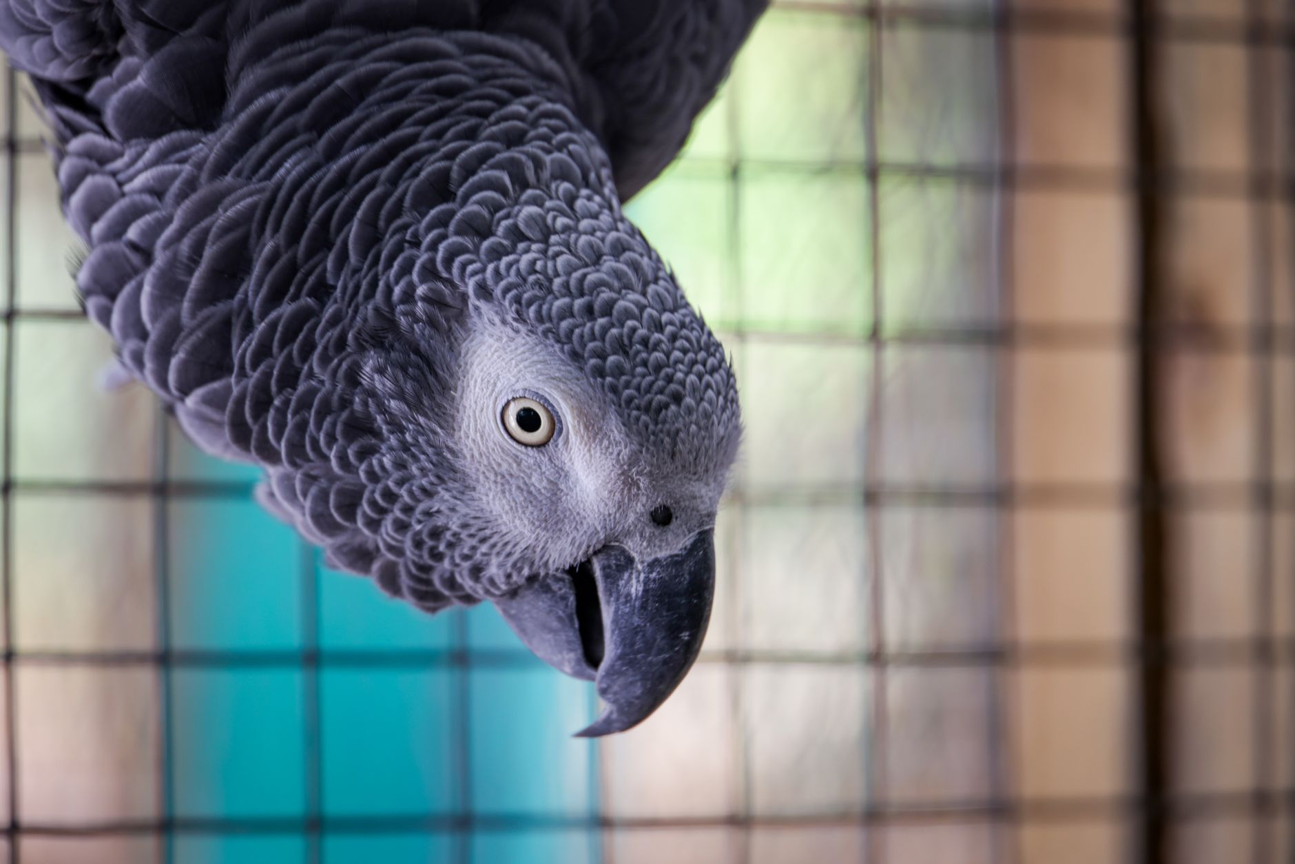 Detailed view of an African Grey parrot perched inside a cage with soft lighting.