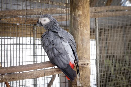 Free A stunning African Grey parrot perched inside a wooden aviary with natural light. Stock Photo