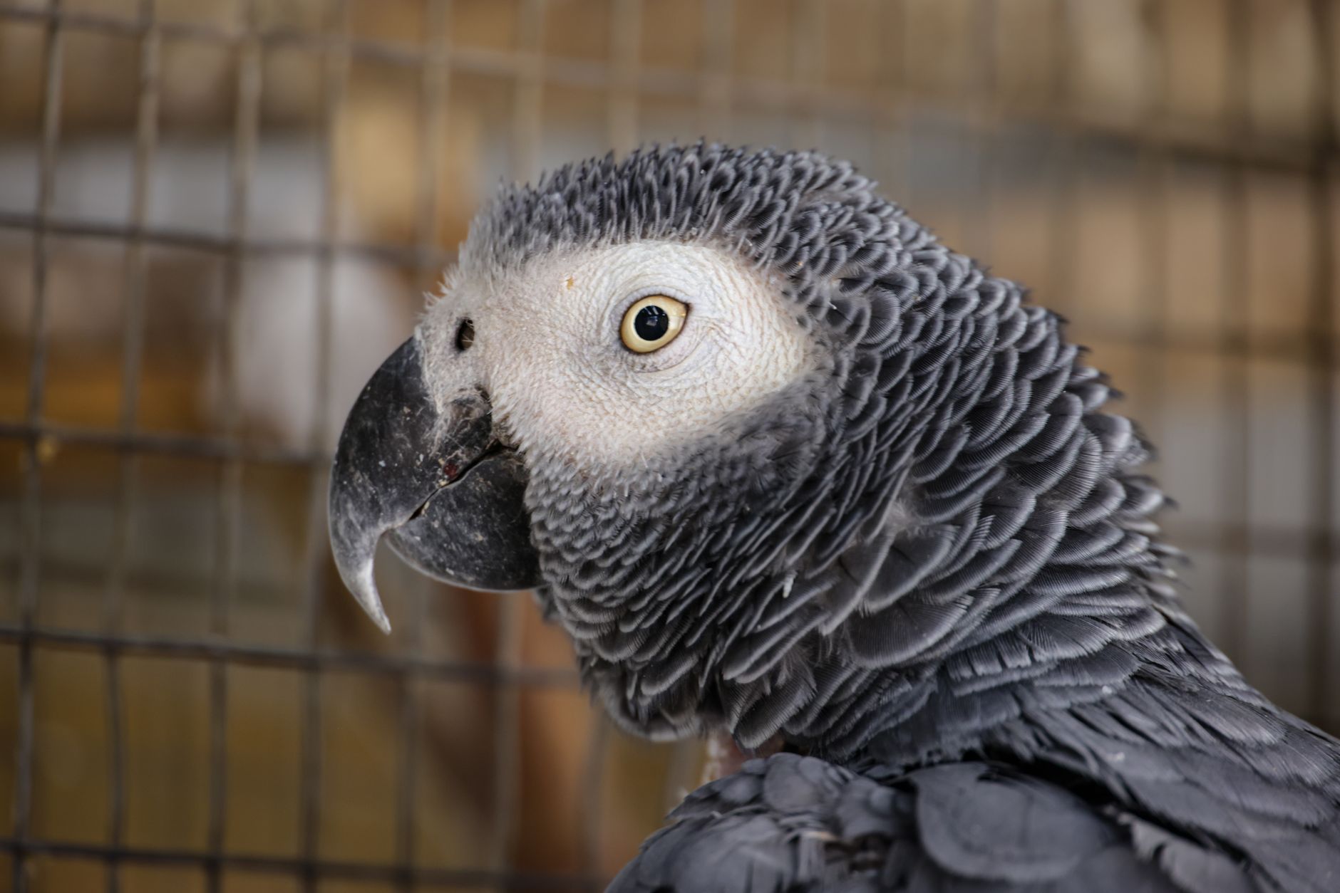 Detailed close-up of a curious African Grey Parrot caged indoors, showcasing feather texture.